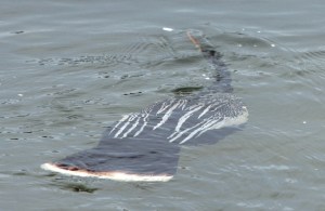 AA_Anhinga_anhinga_American_Anhinga_male2