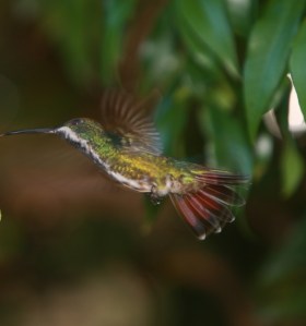 AA_Anthracothorax_nigricollis_Black-throated_Mango_female2