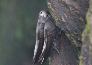 AA_Cypseloides_senex_Great_Dusky_Swift2