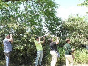 Papagaiļu bilžu medības