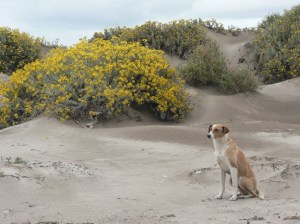 Punta Rasa dabas rezervātā Atlantijas okeāna piekrastē
