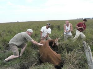 Kā mēs govi glābām